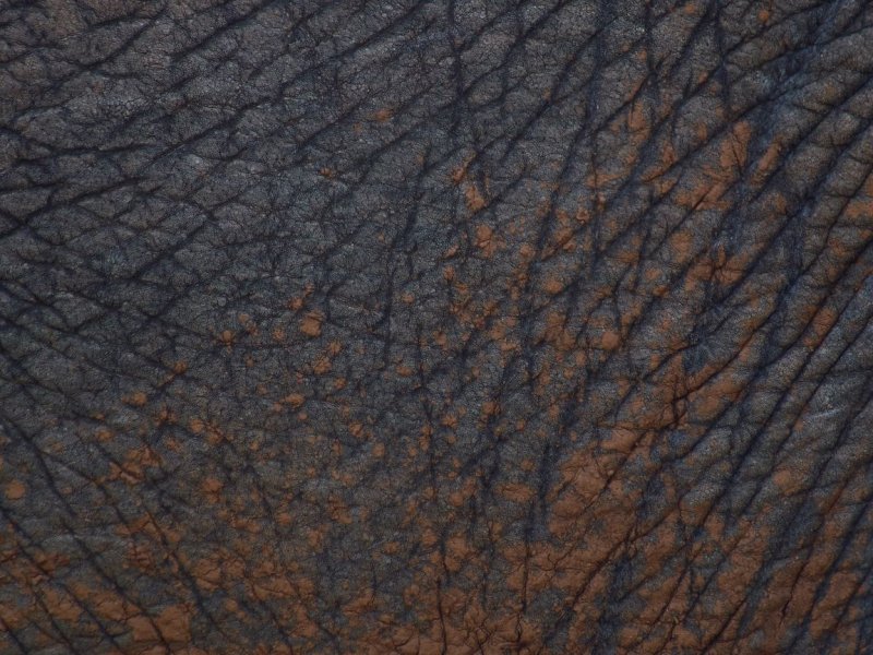 Текстура кожи