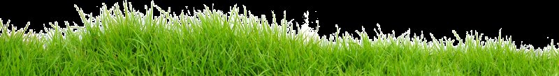 Трава снизу PNG