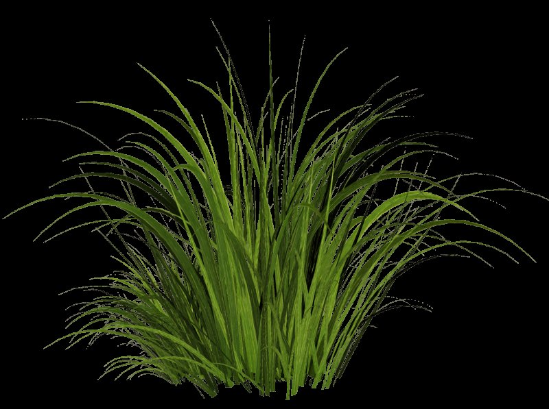 Осока Моррова