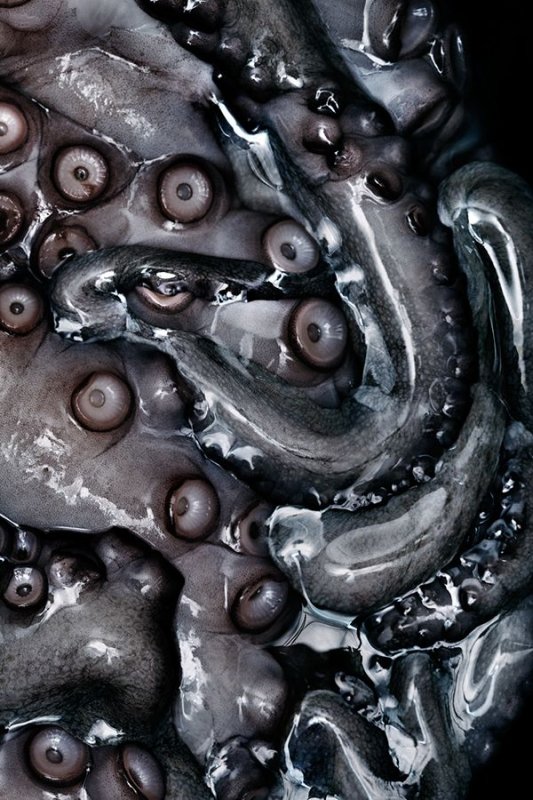 Щупальца осьминога