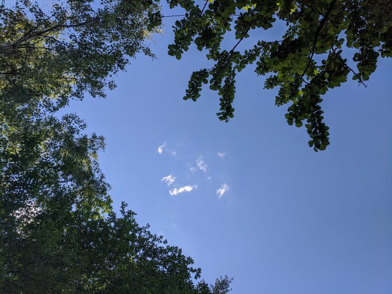 Небо деревья