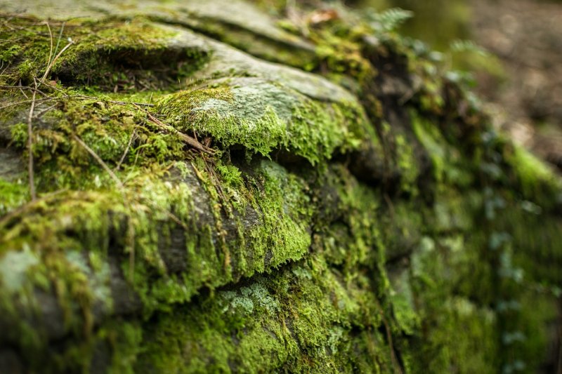 Мох на Камне