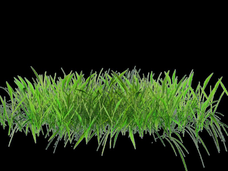 Трава на белом фоне