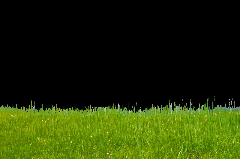 Трава на прозрачном фоне