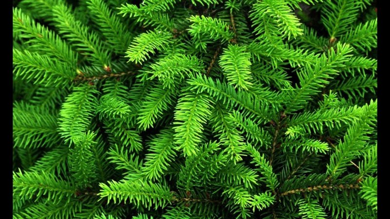 Еловая, Пихтовая, Сосновая лапы