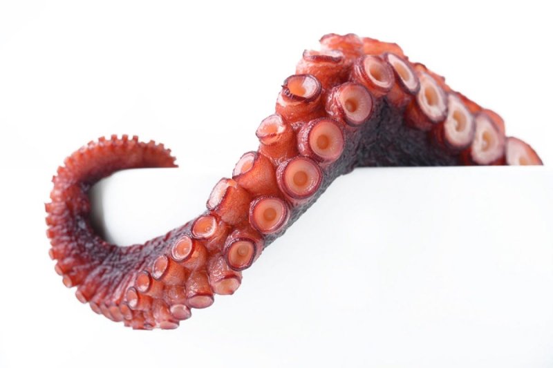 Щупальца осьминога