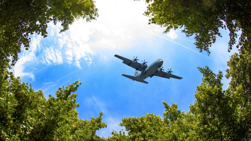 Небо и деревья вид снизу