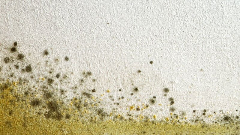 Плесень текстура