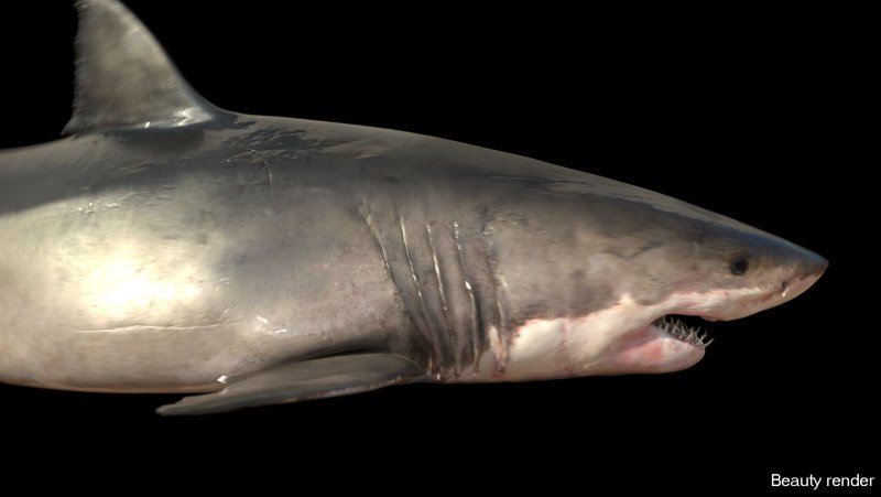 Плакоидная чешуя акулы