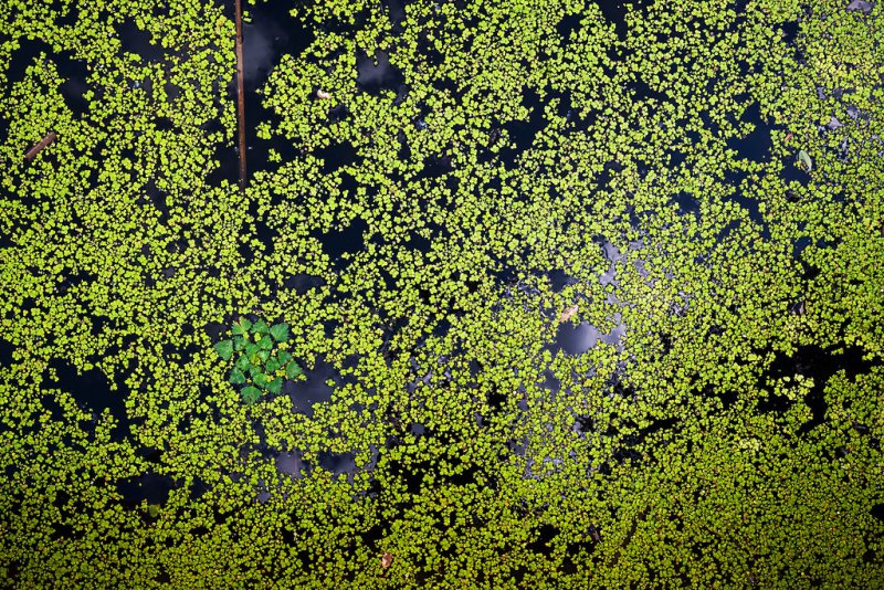 Текстура болота