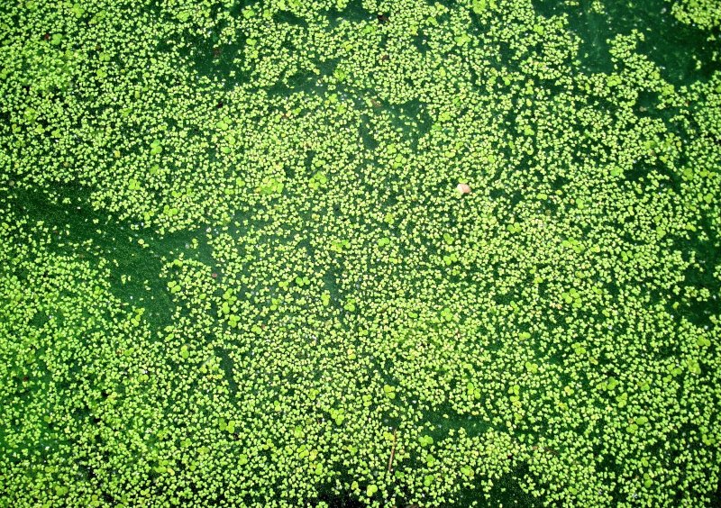 Болотная Тина текстура