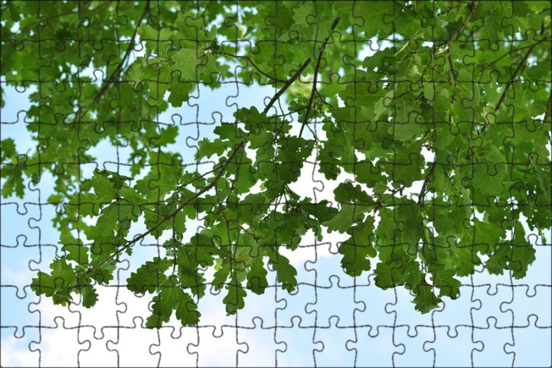 Листва дуба