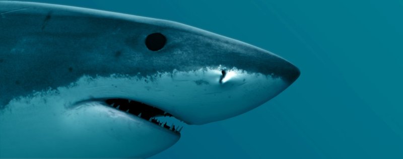 Глаза акулы