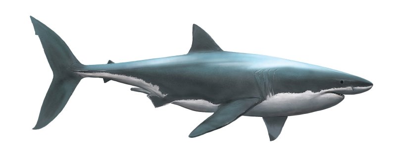 Акула в профиль