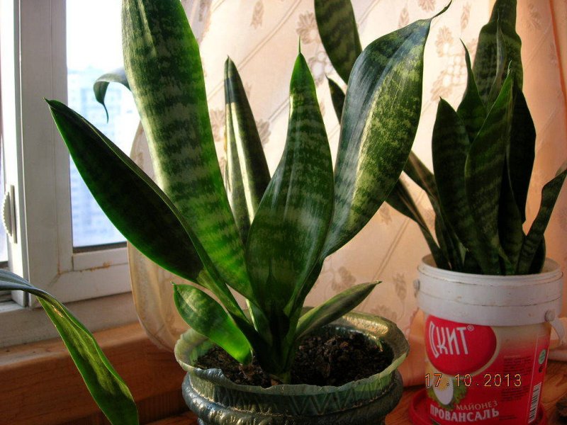 Тёщин язык цветок