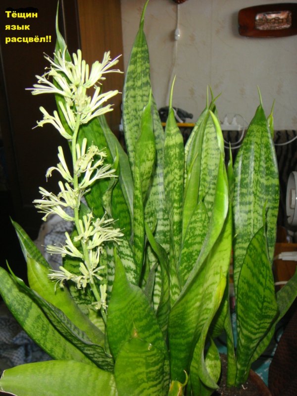 Тещин язык цветет