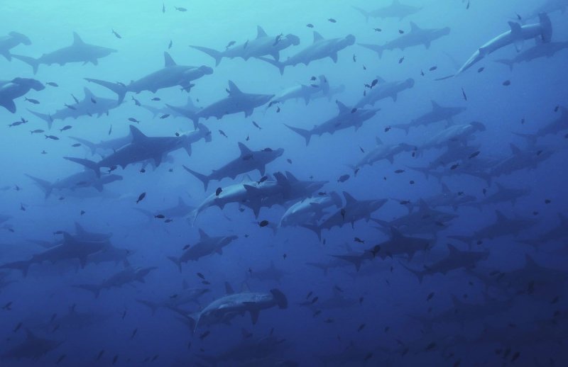 Стая акул