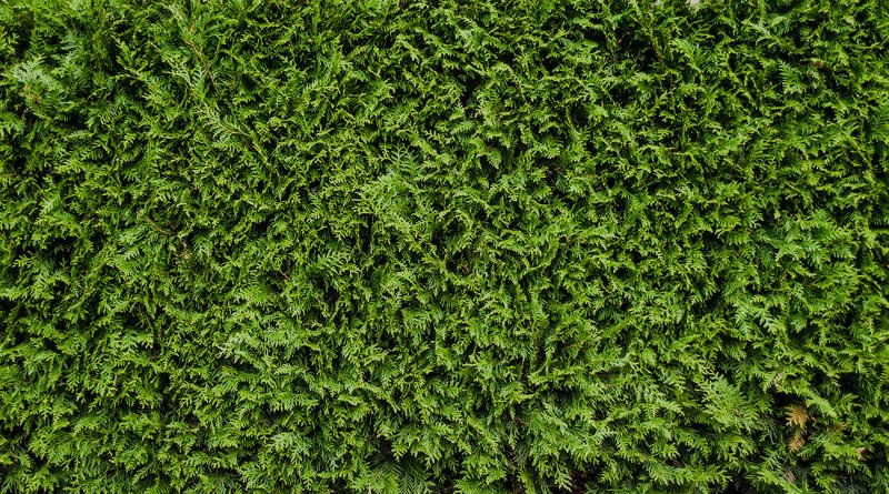 Туя текстура бесшовная