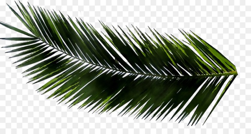 Ветвь финиковой пальмы