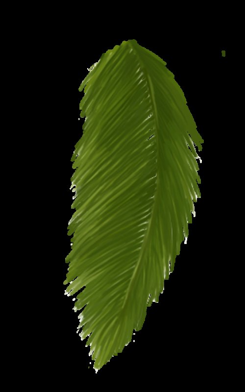 Листок пальмы