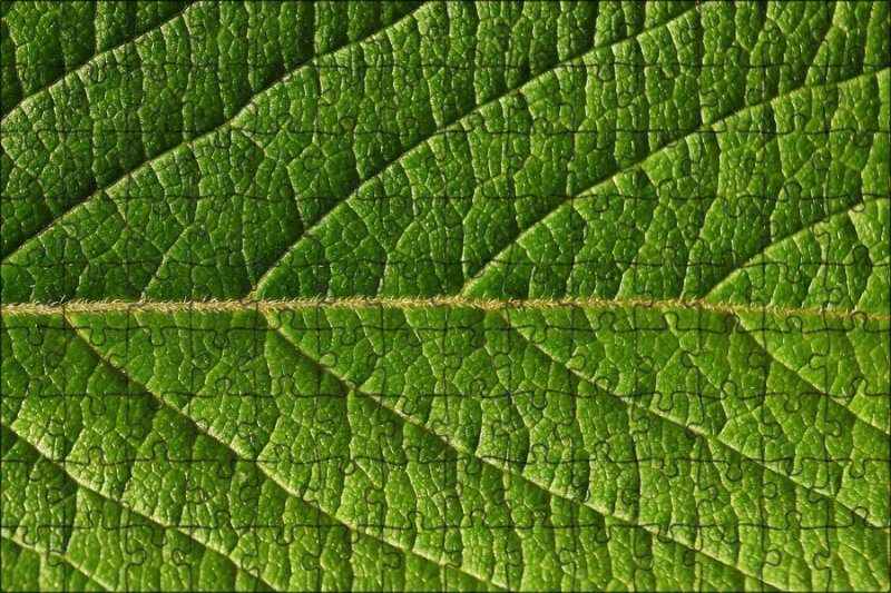 Зеленый лист