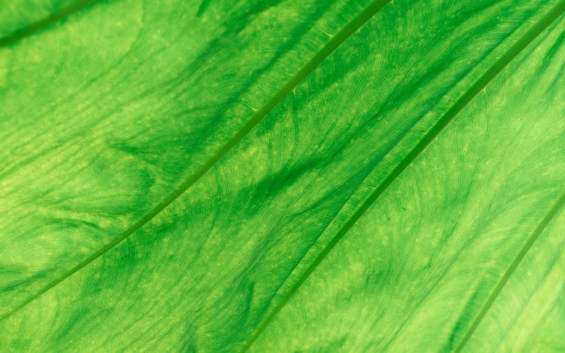 Фактура растений