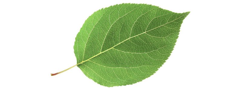 Лист яблони