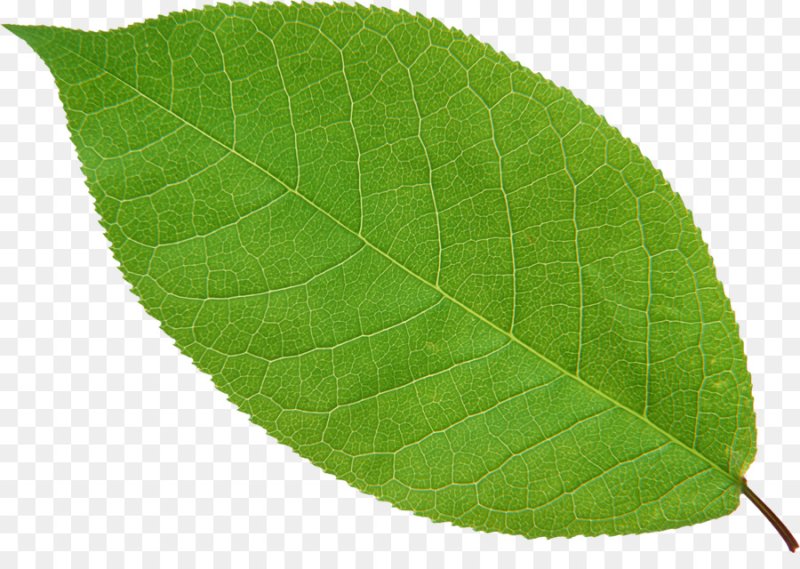 Лист яблони