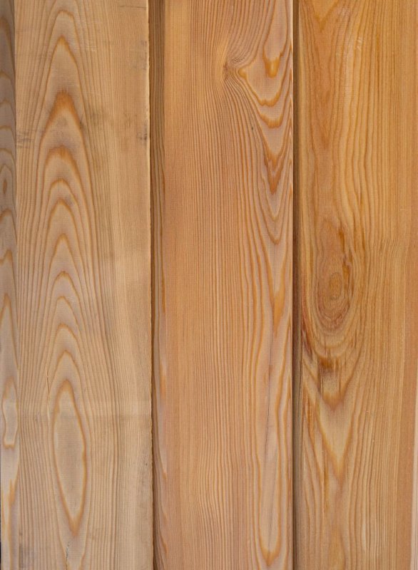 Сорт Прима лиственница