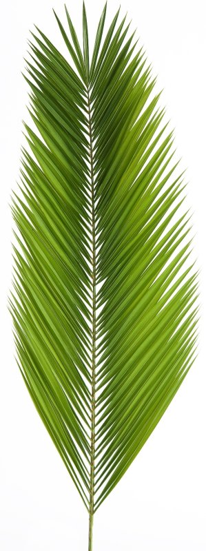 Лист робелини