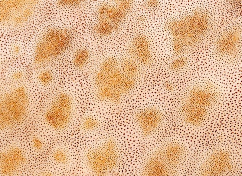 Кожа осьминога