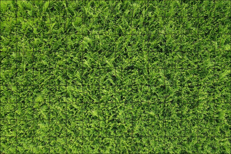 Туя текстура