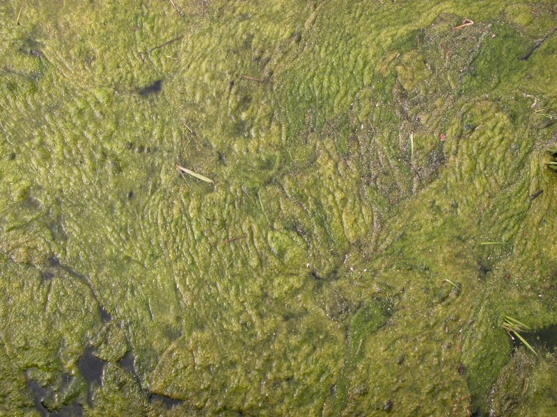 Речное дно текстура