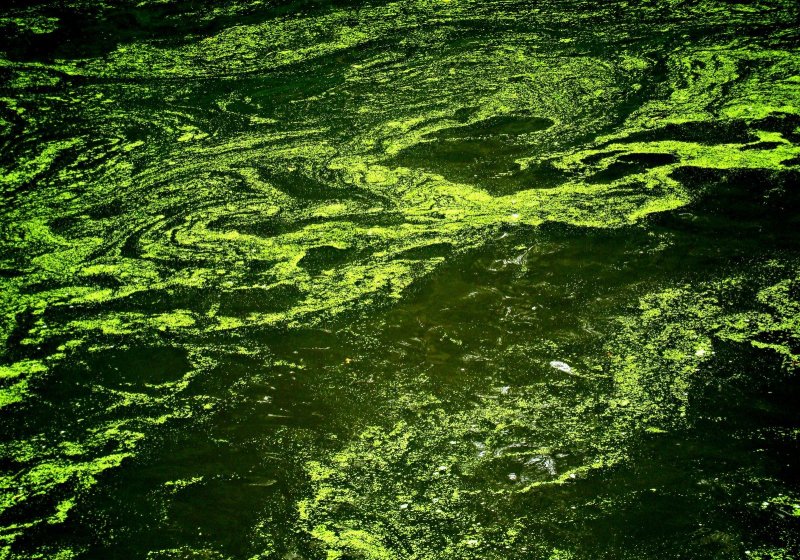 Болотные водоросли