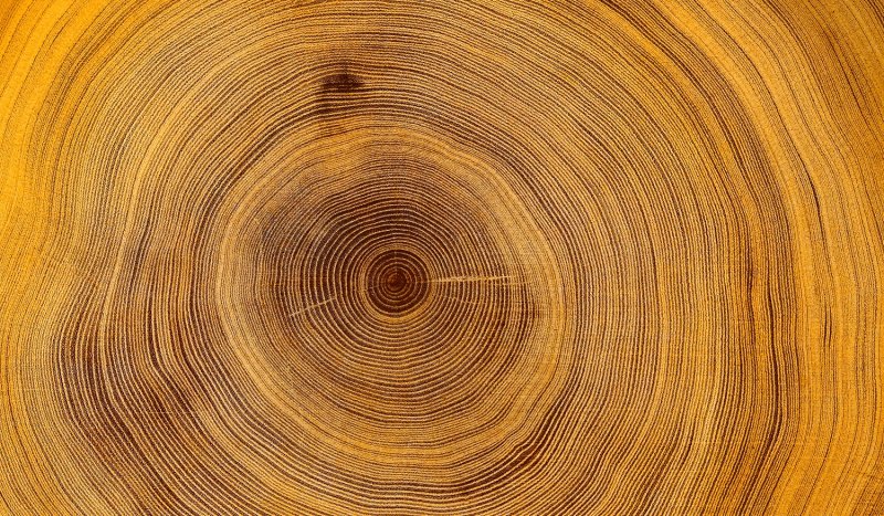 Годичные кольца древесины