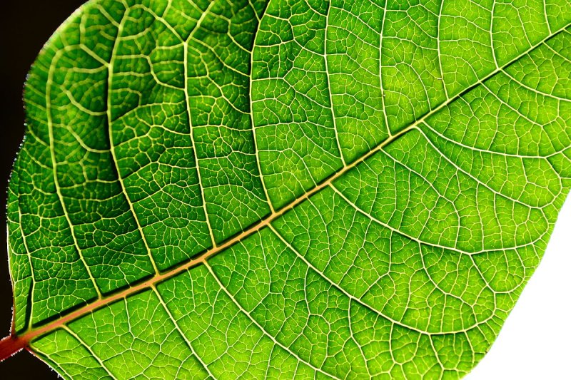 Зеленый лист