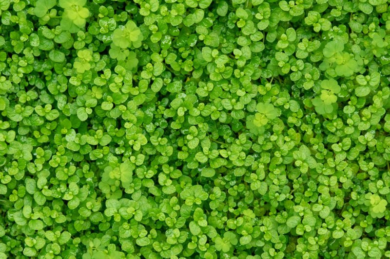 Зелёные растения