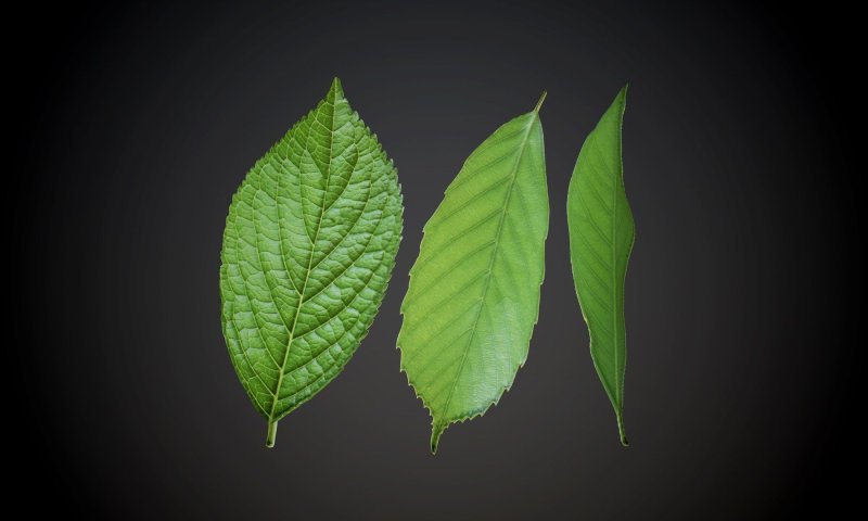 Текстура листа