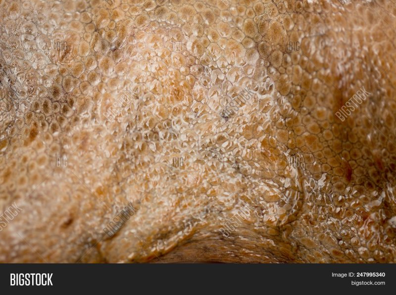 Кожа кальмара текстура