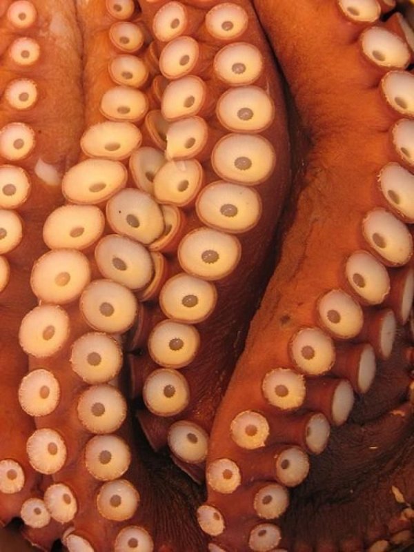 Щупальца осьминога