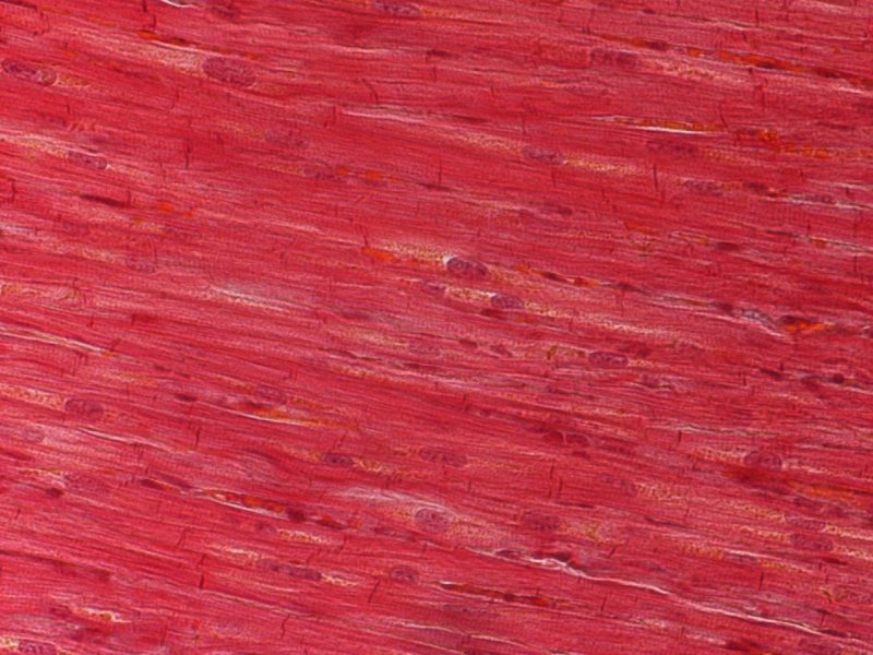 Текстура мышц