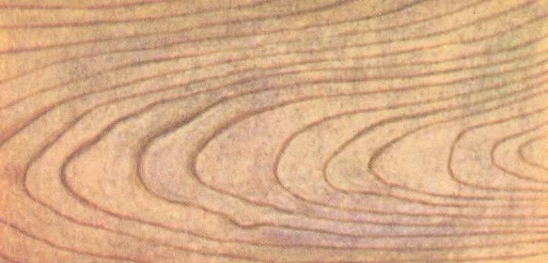 Клён остролистный срез древесины