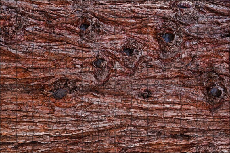 Кора дерева