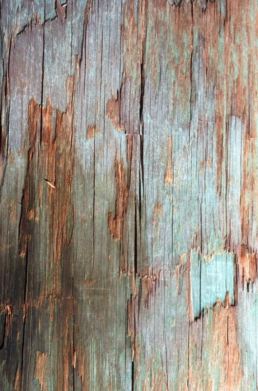 Мокрая древесина