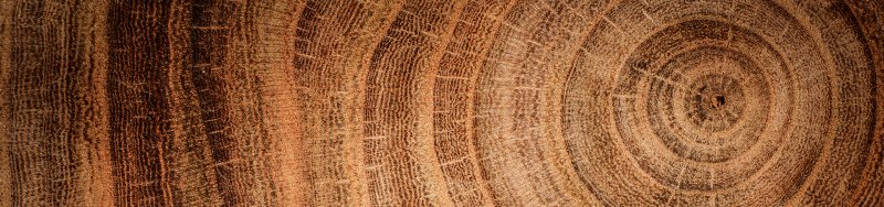 Срез дерева текстура