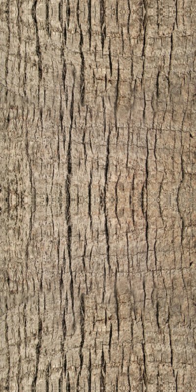 Текстура ствола пальмы