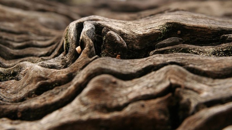 Кора дерева макро