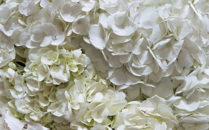 Гортензия Диамантино