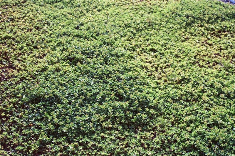 Почвопокровные вечнозеленые кустарники