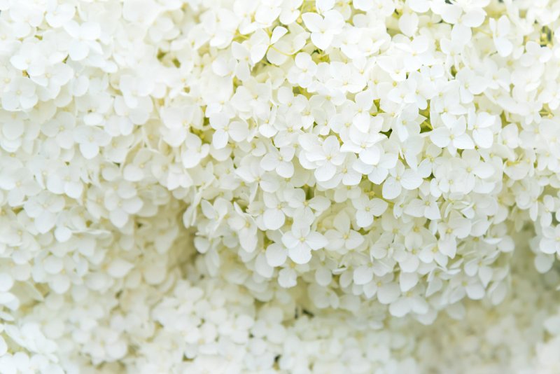 Гортензия текстура